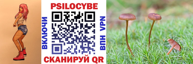Галлюциногенные грибы Psilocybe  Оленегорск 